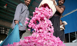 برگزاری جشنواره سراسری هنر و گلاب در آبیک